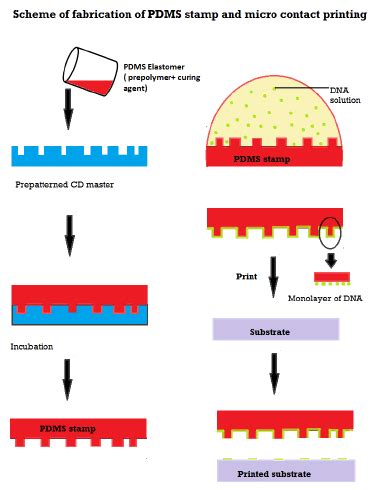 Schematic Representation Of Pdms Stamp Fabrication And Micro Contact