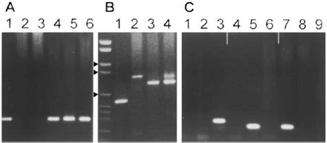 Detection And Genotyping Of Plasmodium Falciparum Infections By Pcr