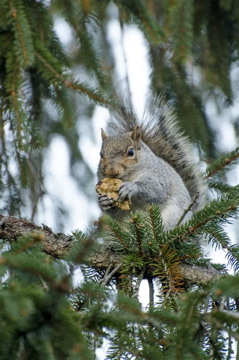 Squirrel Eating A Cookie Wenonah Nj Marvin Snakenberg Flickr