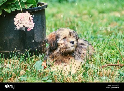 Lhasa Apso Puppy Hi Res Stock Photography And Images Alamy