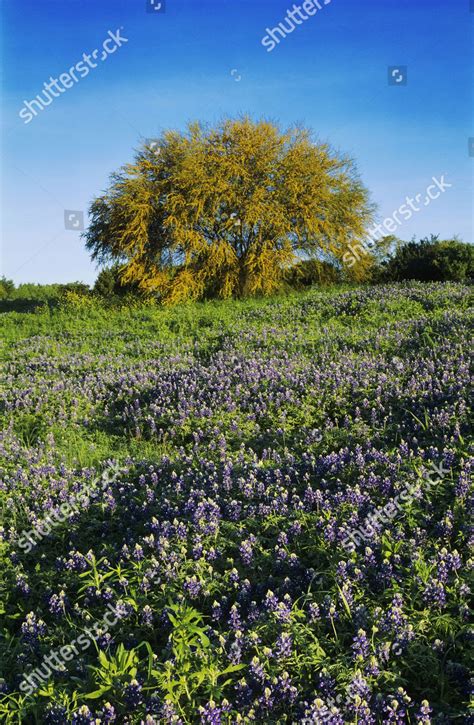 Texas Bluebonnet Lupinus Texensis Huisache Tree Editorial Stock Photo ...