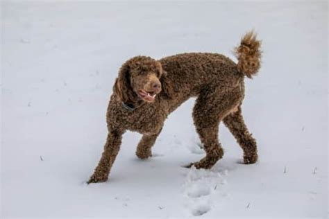 Razas De Perros Con Pelo Rizado