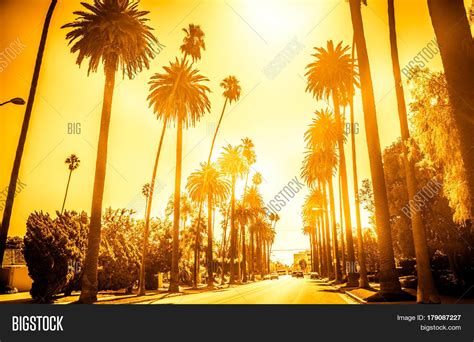 Street Palm Trees Image And Photo Free Trial Bigstock