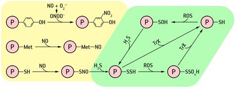 Frontiers The Role Of Nitric Oxide And Hydrogen Sulfide In Regulation