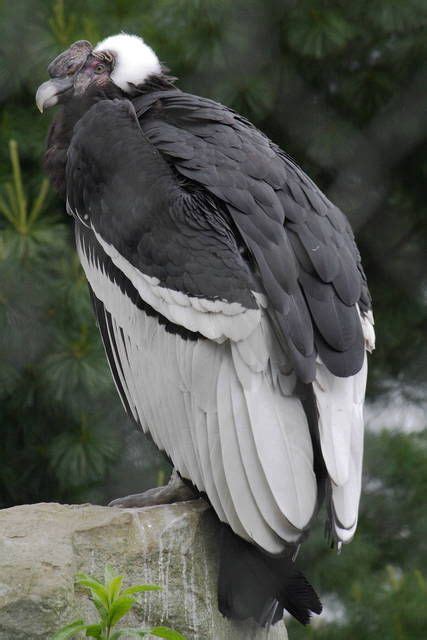 Andean condor » Chester Zoo Gallery | Andean condor, Pet birds, Exotic ...