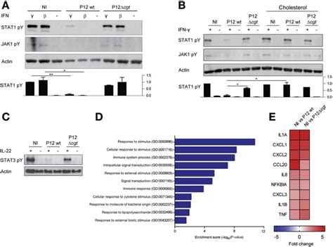 Cgt Blocks Ifn Signaling In Primary Gastric Epithelial Cells Human