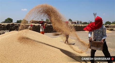 Wheat Procurement May Rise In Marketing Yr India News