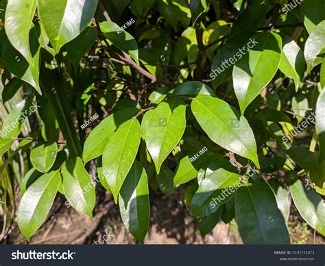 agarwood tree aquilaria malaccensis morning stock photo