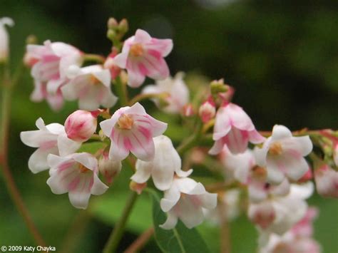 Apocynum androsaemifolium (Spreading Dogbane): Minnesota Wildflowers