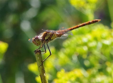 Gr Heidelibelle Gro E Heidelibelle Sympetrum Striolatum Flickr