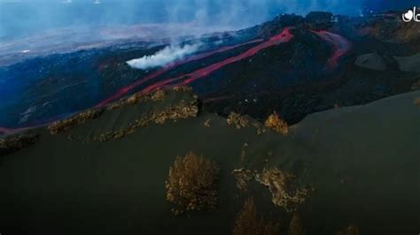 Volcán de La Palma Miles de abejas sobreviven 50 días sepultadas bajo