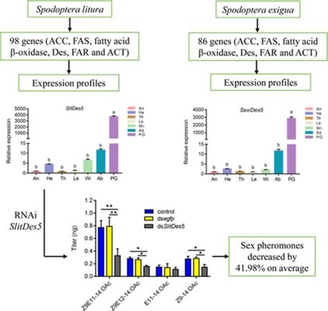 Identification And Expression Profiles Of Candidate Sex Pheromone