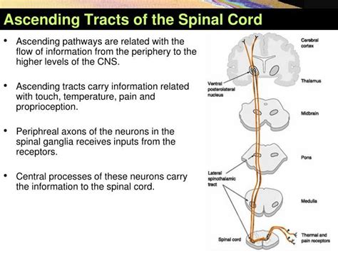 Medical School Sensory Pathways And Ascending Tracts In The Spina