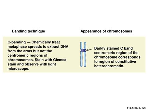 Ppt Cytogenetics Karyotypes And Chromosome Aberrations Powerpoint Presentation Id3536510