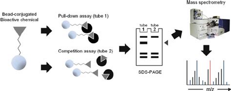 Schematic Diagram Of The Affi Nity Pull Down Assay Download