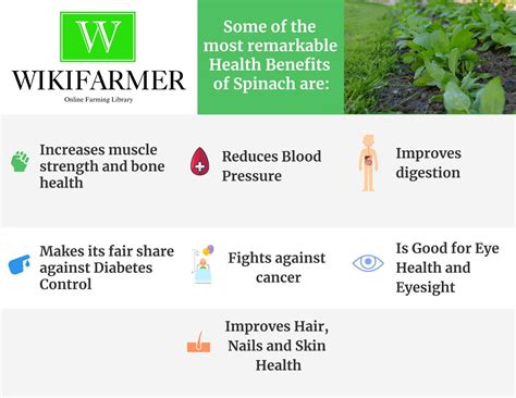 Spinach Facts, Health Benefits and History | Wikifarmer
