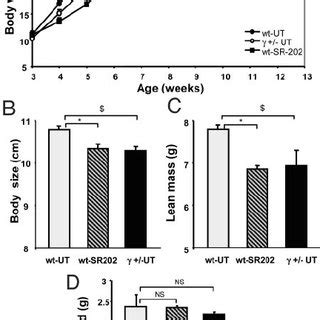 Body Weight Is Reduced in Male PPAR ϩ Ϫ Mice Growth curves of wt