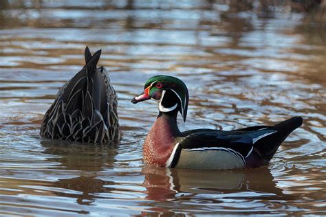 Wood Duck Bottoms Up Photograph By Chad Meyer Pixels