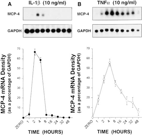 Time Course Of IL 1 And TNF Induced MCP 4 MRNA Accumulation In A549