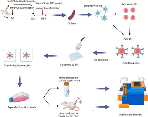 Frontiers Broad Spectrum Humanized Monoclonal Neutralizing Antibody