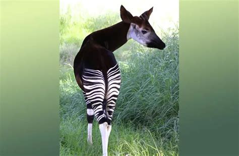 Okapi - Description, Habitat, Image, Diet, and Interesting Facts