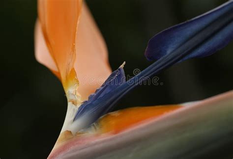 Closeup Shot Of Strelitzia Reginae Or Birds Of Paradise Flowers Grown