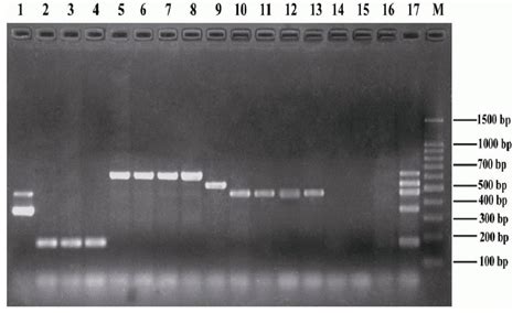 Multiple Pcr Identification Method Of Salmonella Serogroup A B C1 C2