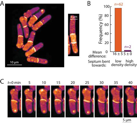 Figures And Data In Variations Of Intracellular Density During The Cell