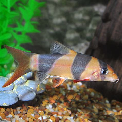 Clown Loach Fish Species Profile | atelier-yuwa.ciao.jp