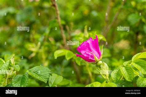 Rosas silvestres flores frágiles y delicadas Zonas verdes de la ciudad