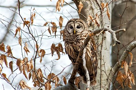 Barred Owls Stephen L Tabone Nature Photography