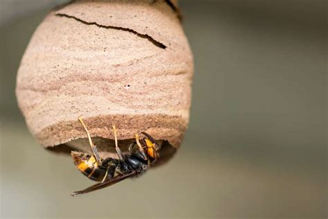 The Growing Threat Of Asian Hornets To Uk Bees Falcon Environmental Services