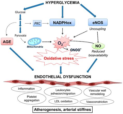 JCM Free Full Text Relationship Between Oxidative Stress ER Stress