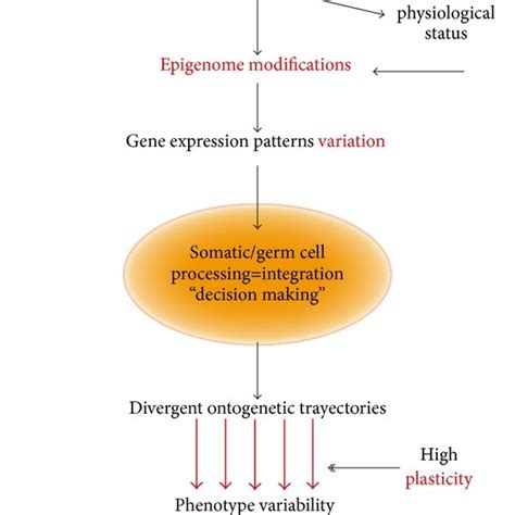 Diagrams That Illustrate The Hypothetical Models By Which The Phenotype Download Scientific