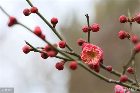 詩與文出上聯：只為梅花開醉眼，求下聯！ 每日頭條