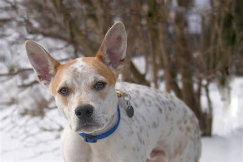 The 12 Dogs Of Christmas Blog Animal League