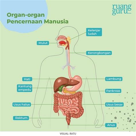 Gambar Pencernaan Manusia Dan Fungsinya - 56+ Koleksi Gambar