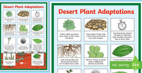 Desert Plants For Kids