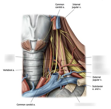 Arterial Supply of Neck - Thyrocervical Trunk Diagram | Quizlet