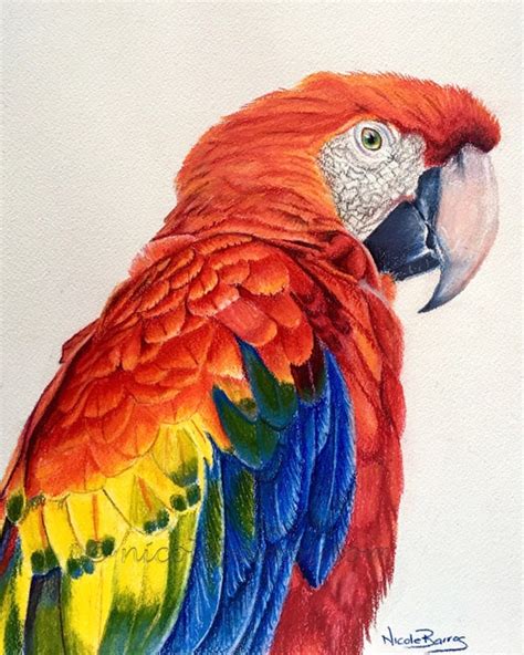 Macaw Print Coloured Pencil Art Bird Parrot Wildlife Etsy