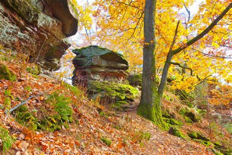 In Palatinate Forest in Autumn Stock Photo - Image of germany, fall ...