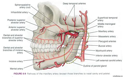 Maxillary Artery Pptx Muhadharaty