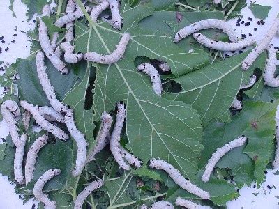 mulberry tree leaves for silkworms - Doubtful Blogosphere Frame Store