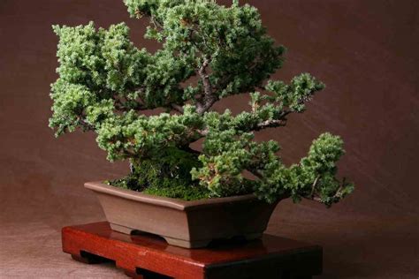 When To Repot Juniper Bonsai? - YouGoJapan