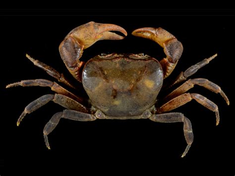 Filipino scientists discover new species of freshwater crab in Mindanao ...