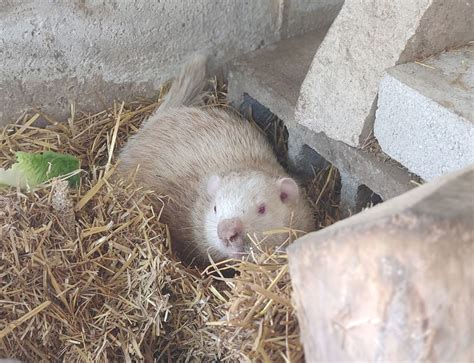 Wiarton welcomes new albino Willie to town | Seaforth Huron Expositor