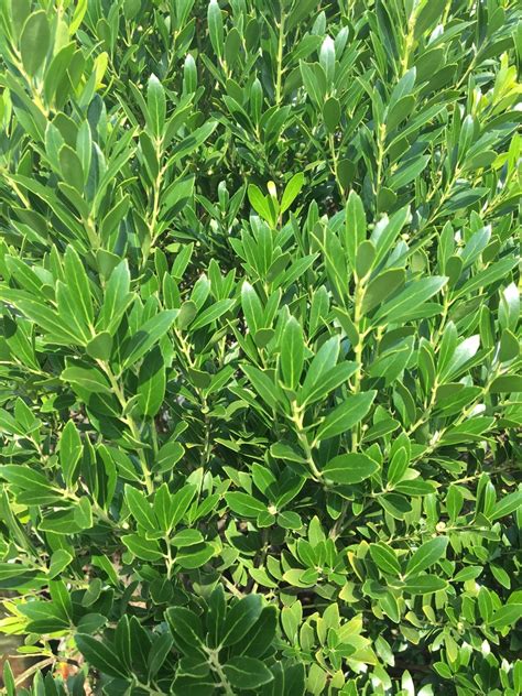 Ilex Glabra Shamrock Flower Leaf Uses Picturethis