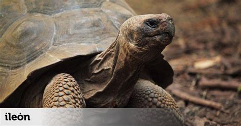 La Ciencia Desvela Por Qu Las Tortugas Viven Tanto Tiempo