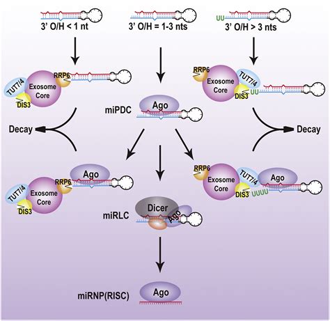 A MicroRNA Precursor Surveillance System In Quality Control Of MicroRNA