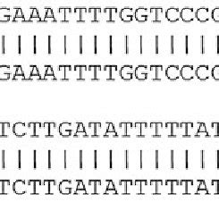 Sequence Alignment Of The Vrn G And Vrn B Amplicons Partial The